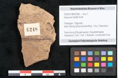 Foto (Objekt + Etikett) von Sequoia hardtii Endl. (NHMW-GEO-2024-0188-8248)